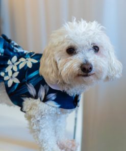 The Millie Dog Dress sewing pattern by Charm Patterns, worn by Millie.